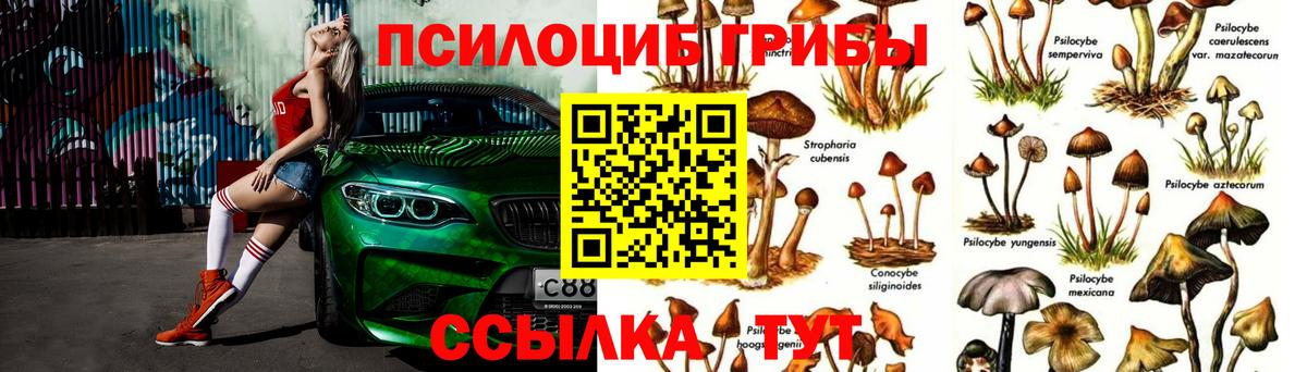 Кировск  Псилоцибиновые грибы Cubensis  Вход с VPN 